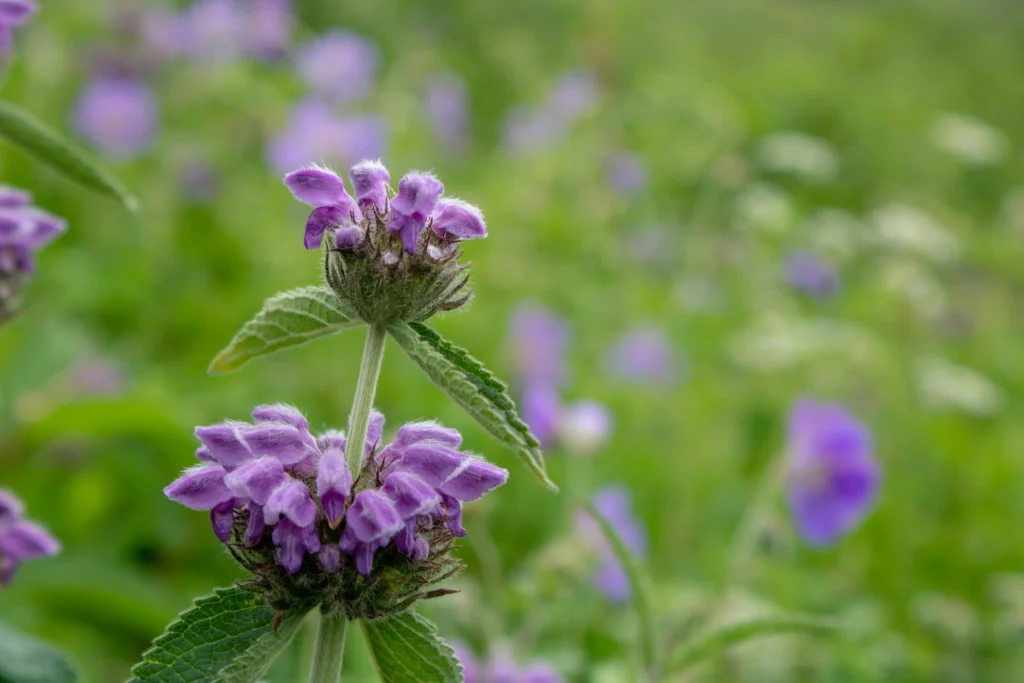 Close-up of vibrant purple wildflowers blooming in the Valley of Flowers National Park, with a soft-focus green and floral background.